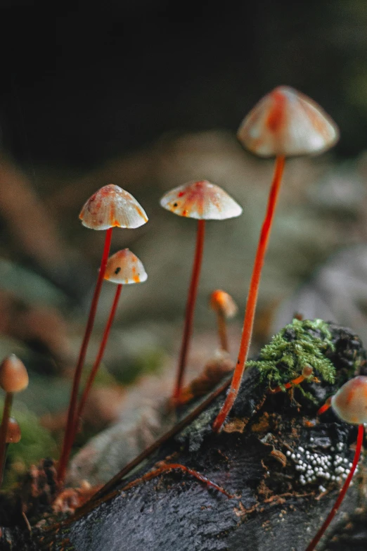 a small group of mushrooms are in the moss