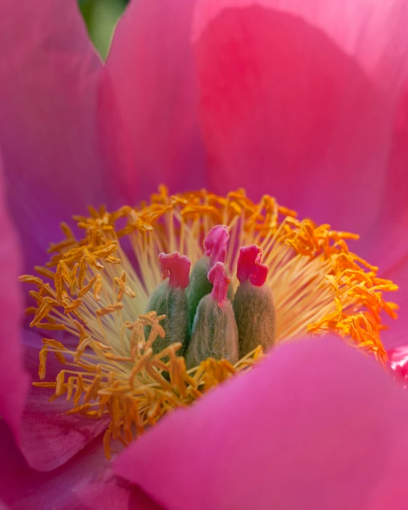 pink flower with yellow stamen and a thin center