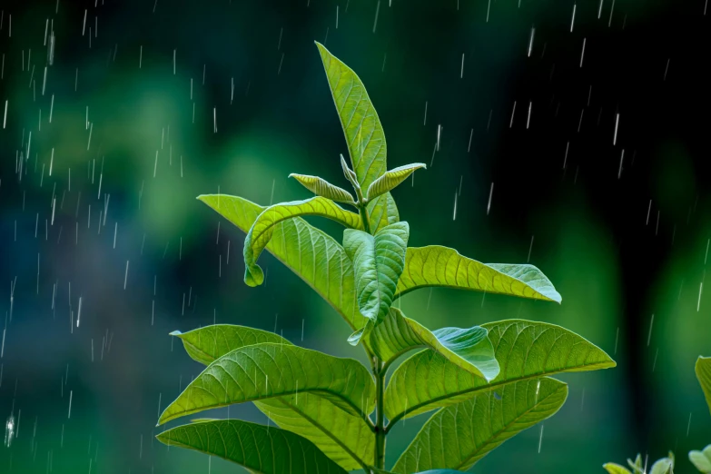 close up of a nch of a plant with water drops on the leaves