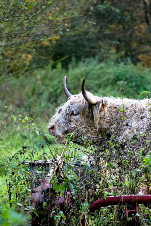 a bull with long horns standing on a hillside