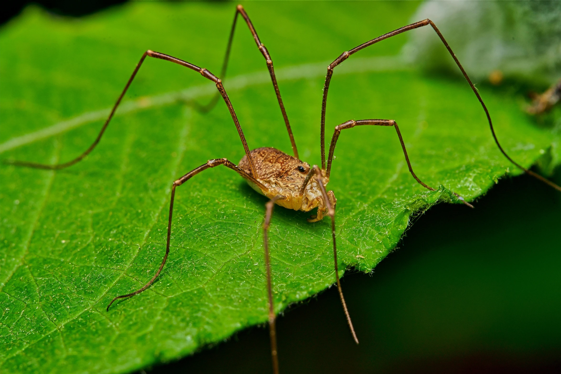 the brown spider is sitting on top of the green leaf