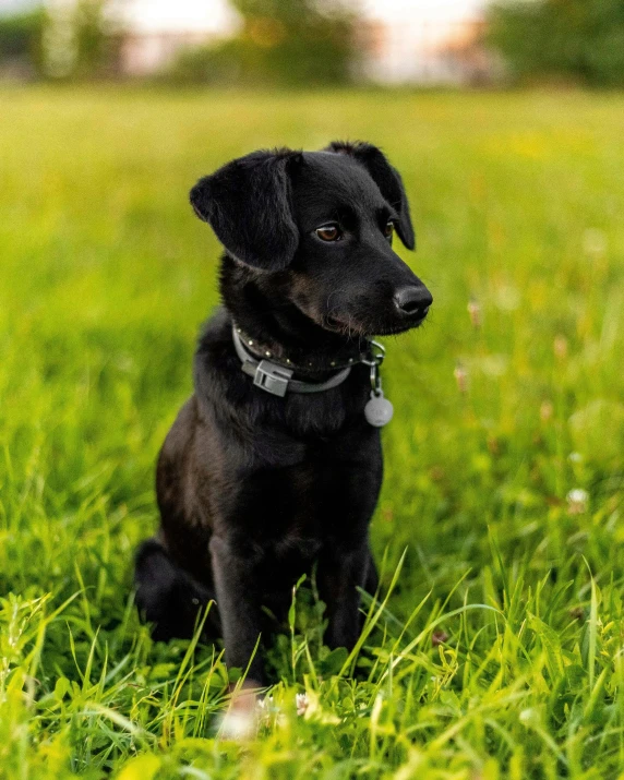 a close up of a dog sitting on a grass field