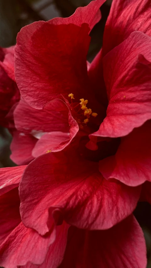 the pink flower is growing in the garden