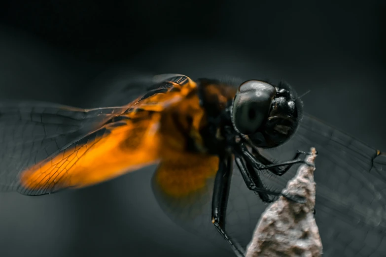 a large black and yellow dragon fly over a rock