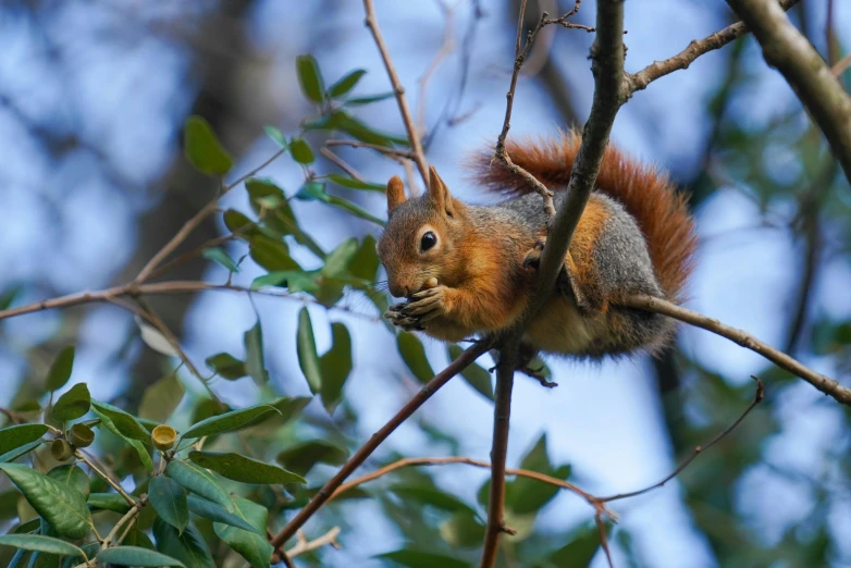 a squirrel on a tree nch holding onto a nut