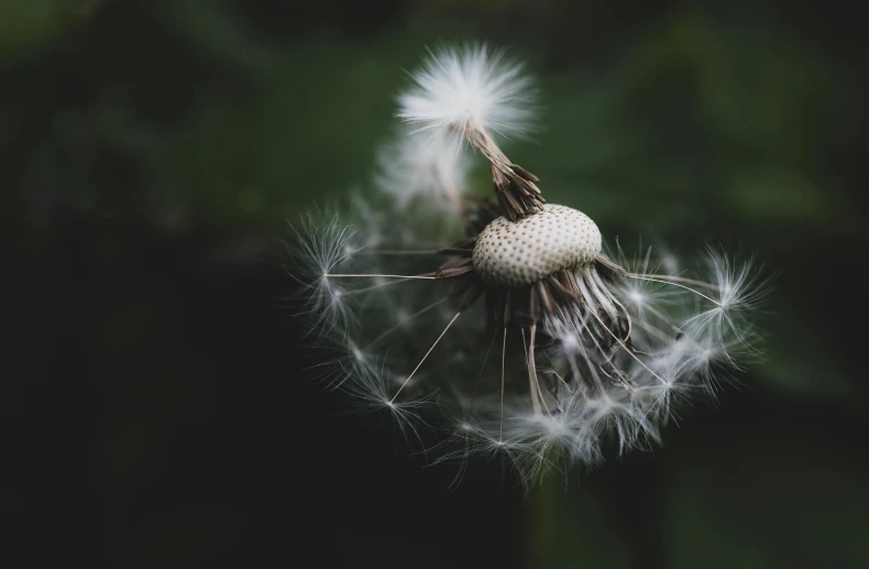 a dandelion blowing away on a black background