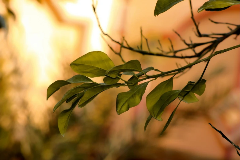 close up of green leafy nches of tree outside