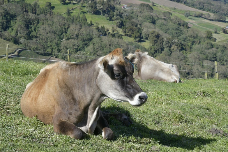 two cows sit in a grassy field overlooking a mountain