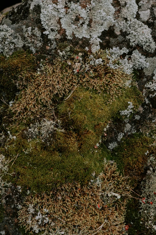 the moss covered rock has small flowers growing on it