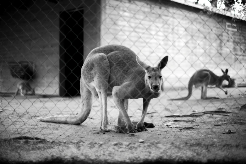 an adult kangaroo standing next to a baby kangaroo