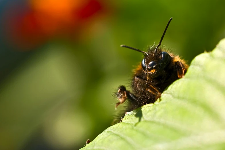 a bee is laying on the leaves of a plant