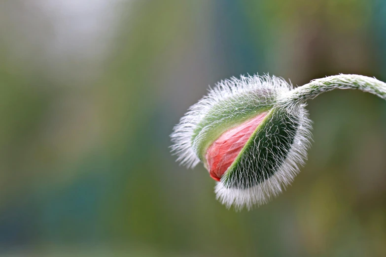 close up picture of a flower stem in bloom