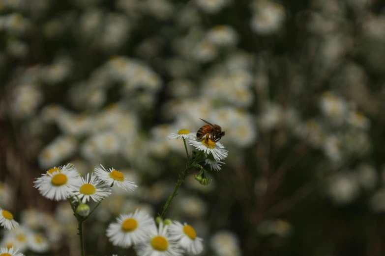 a bee sits on the back end of daisies