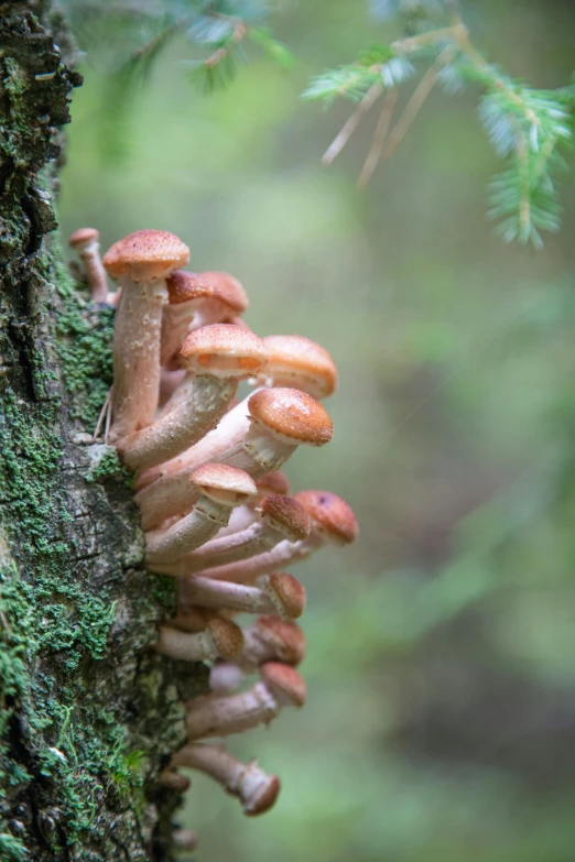 a bunch of mushrooms that are growing on a tree