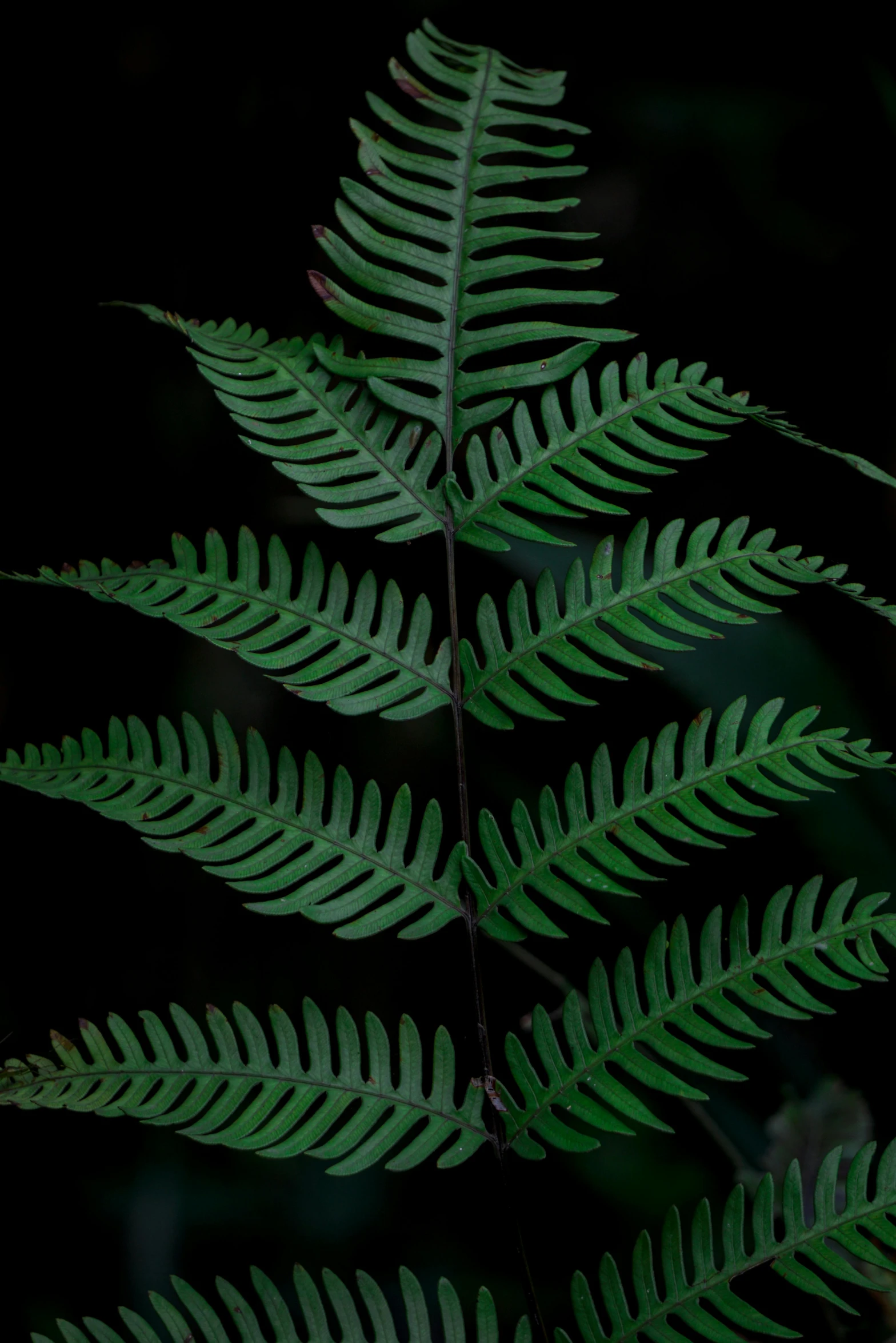 a green plant with leaves on it in the dark