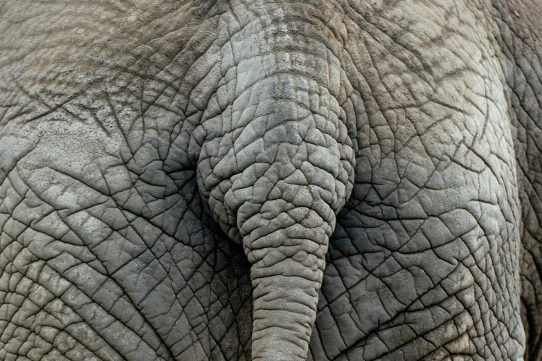 closeup s of the back end of an elephant's ear