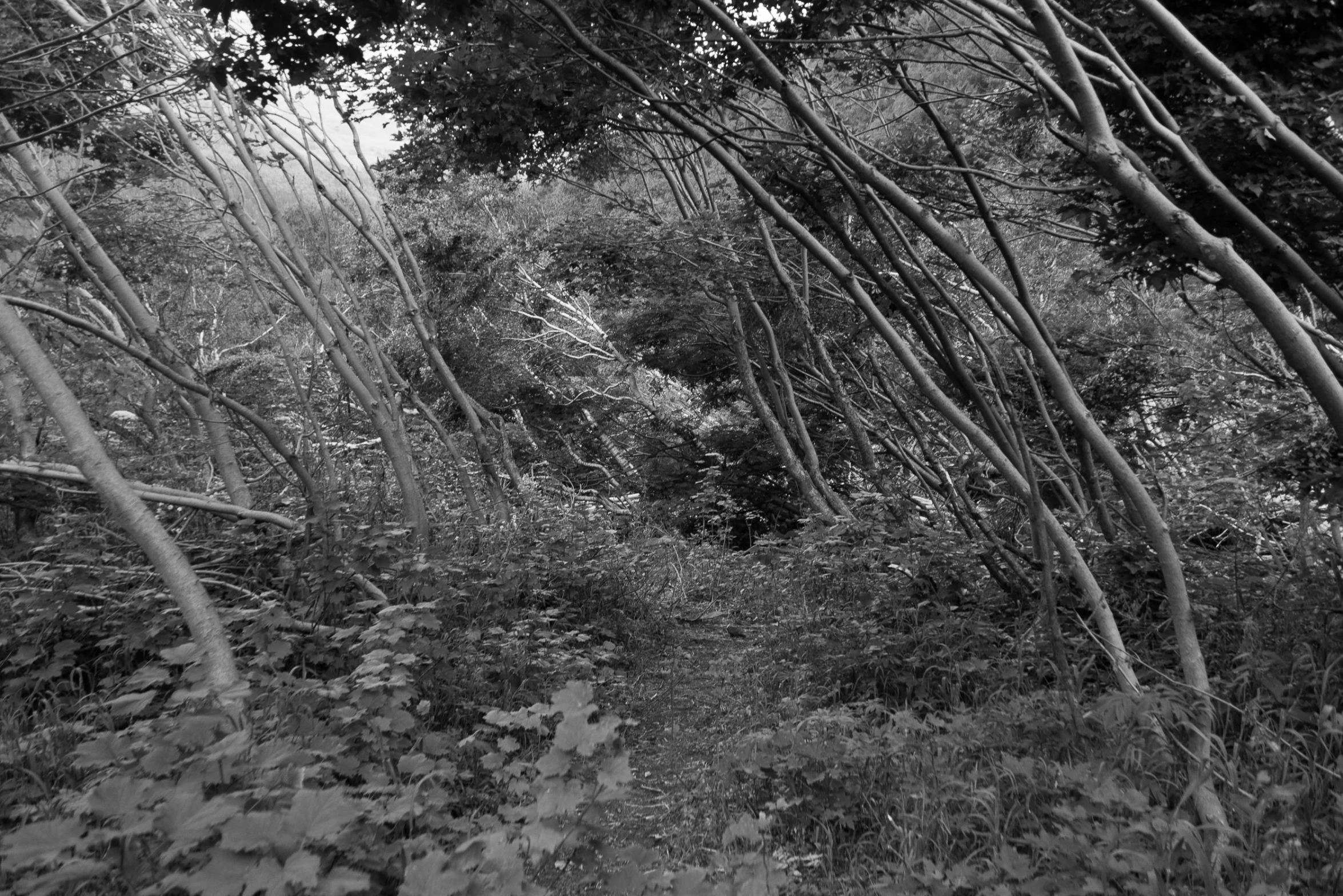 black and white po of trees in an abandoned forest