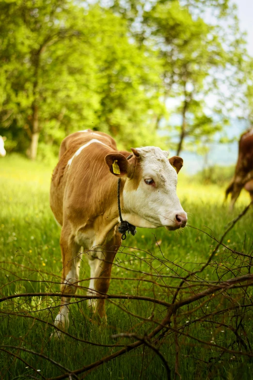 there is a cow that is in the grass