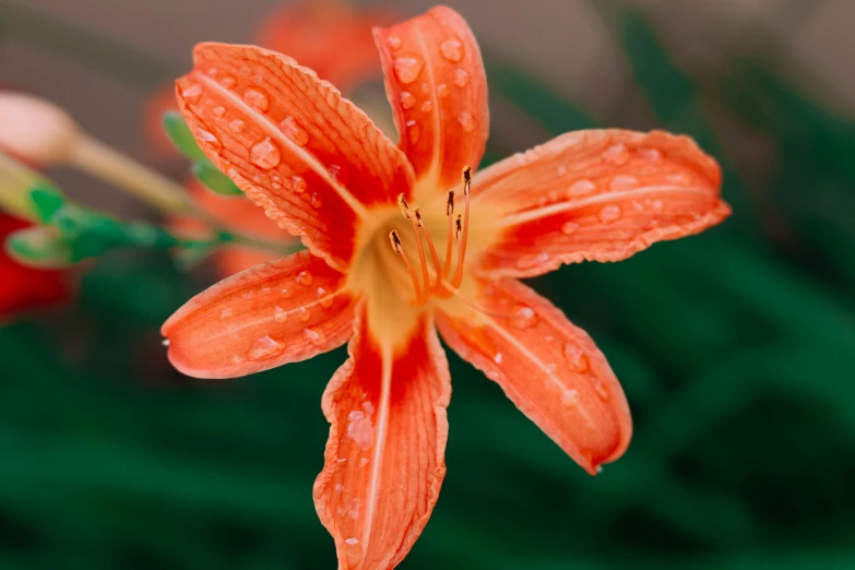 an orange lily with water drops on it