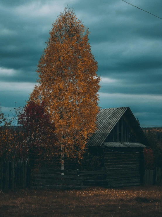 the barn is in the middle of a tree, with a few leaves on it