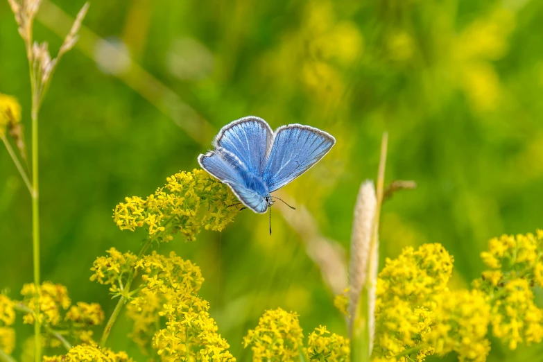 there is a small blue erfly standing on a yellow flower