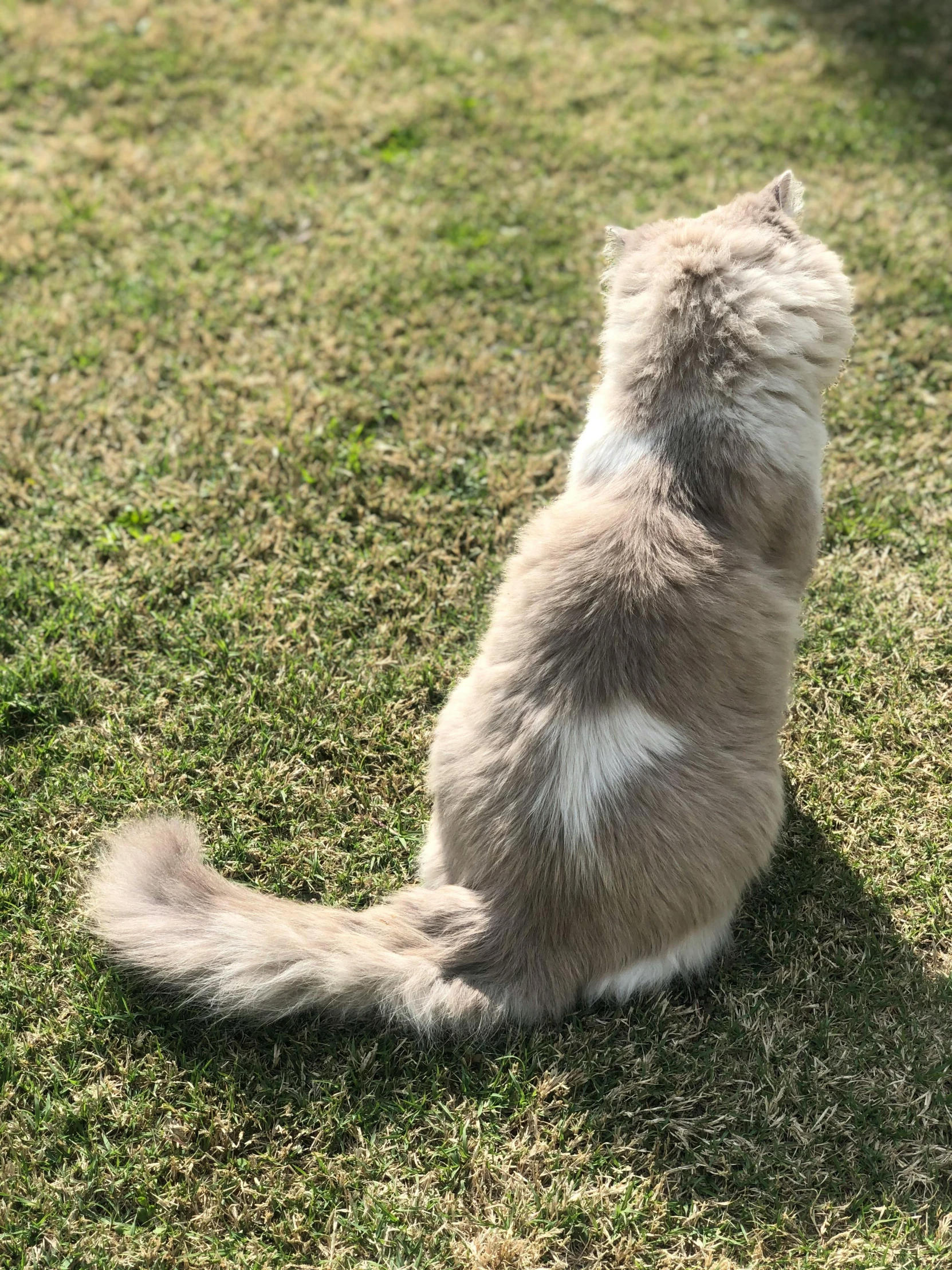 a cat sits on the grass in the sun