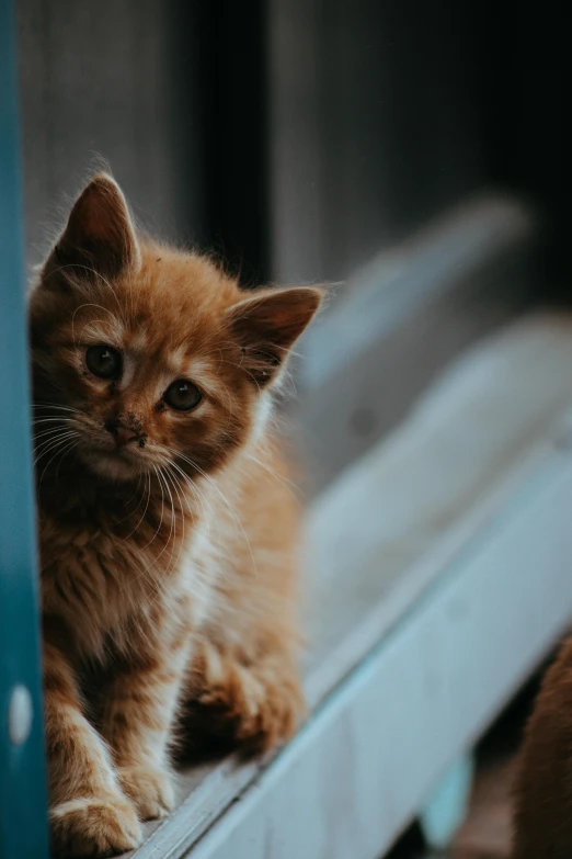 small kitten with brown fur standing on top of a metal rail