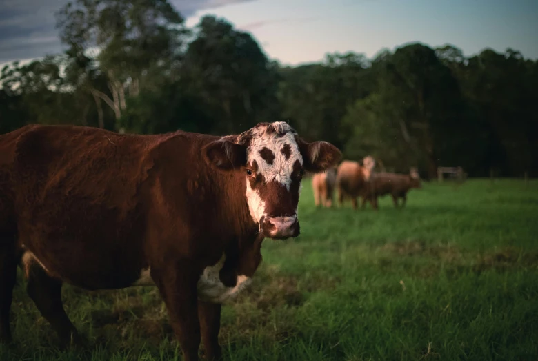 a cow in a field standing by itself