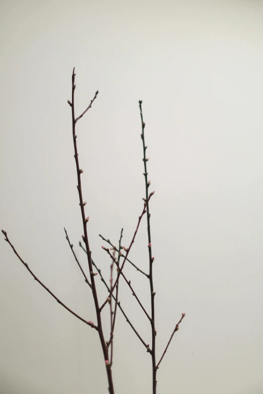 nches with buds without leaves are shown against the white backdrop