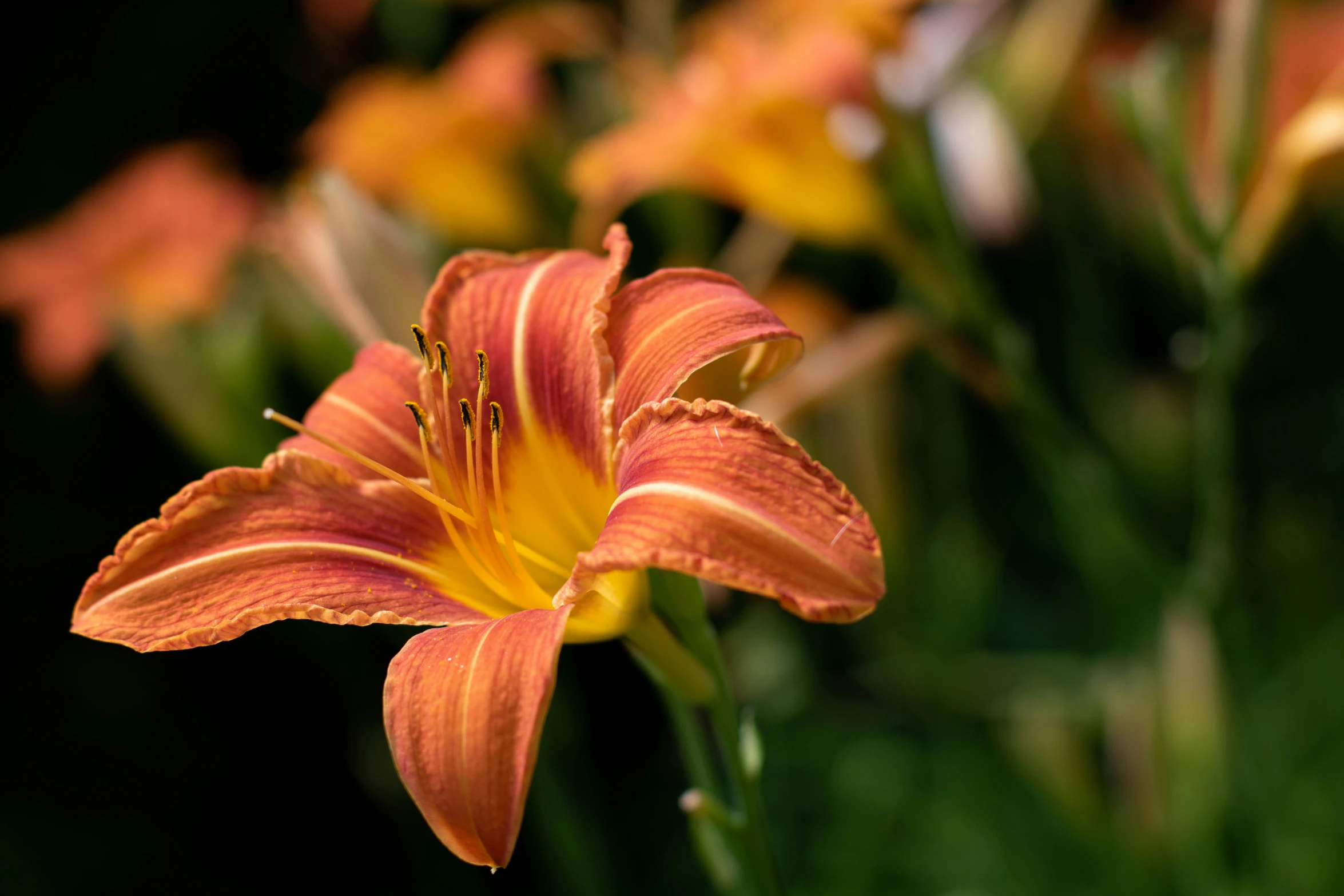 a close up view of some orange flowers