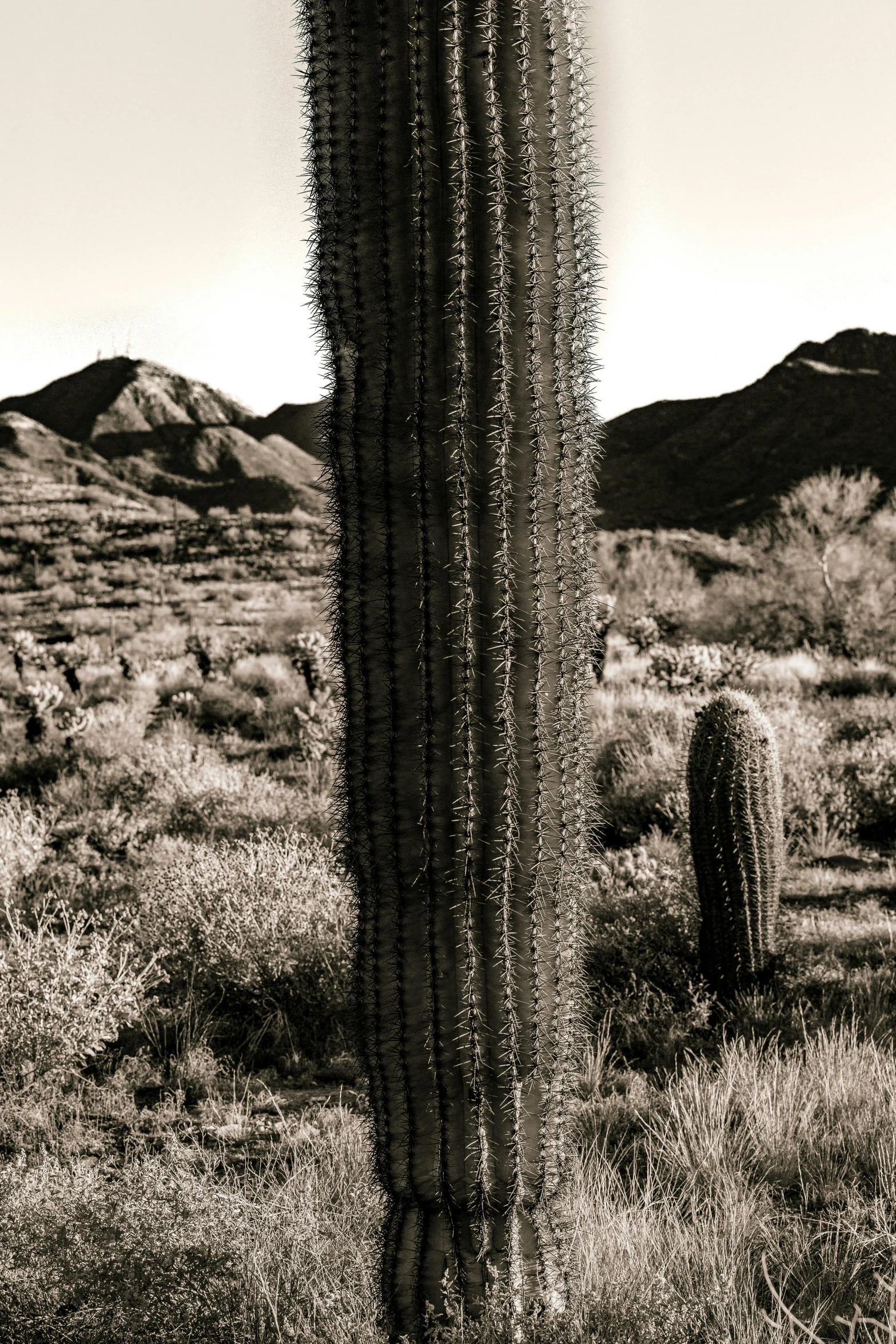 a large cactus in the middle of the desert
