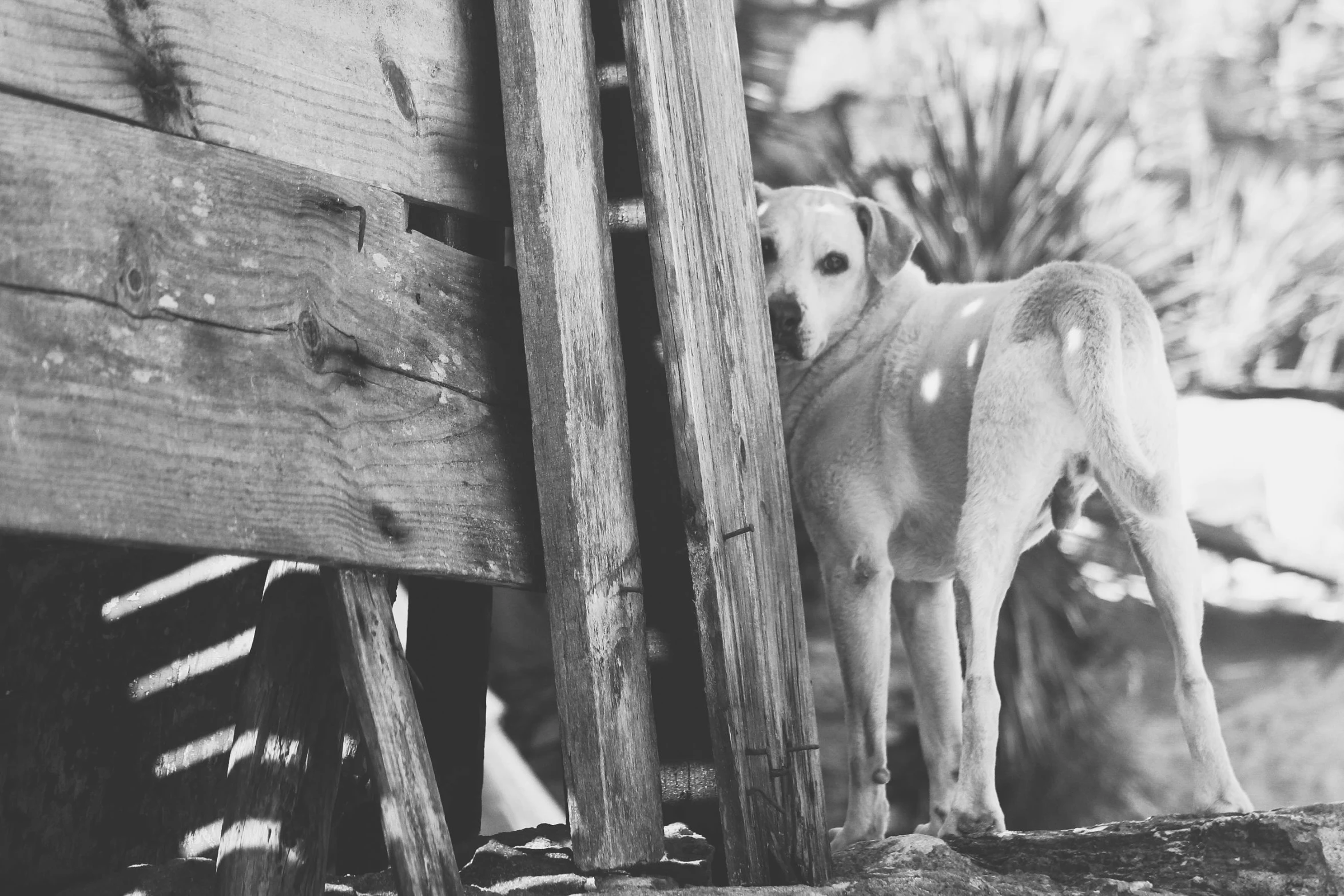 a dog standing on a log near a house