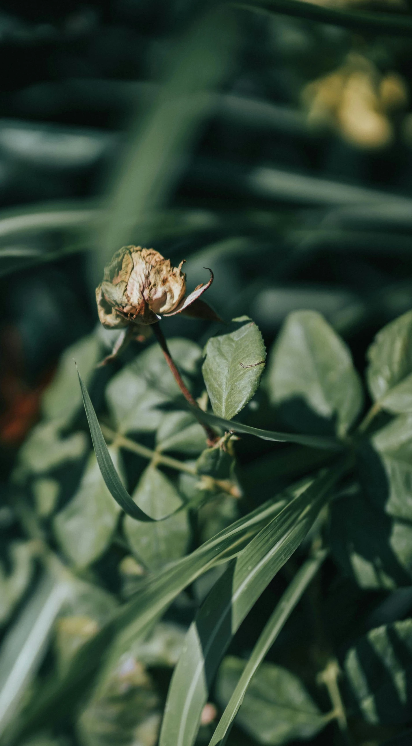 this is a dead flower in the midst of vegetation