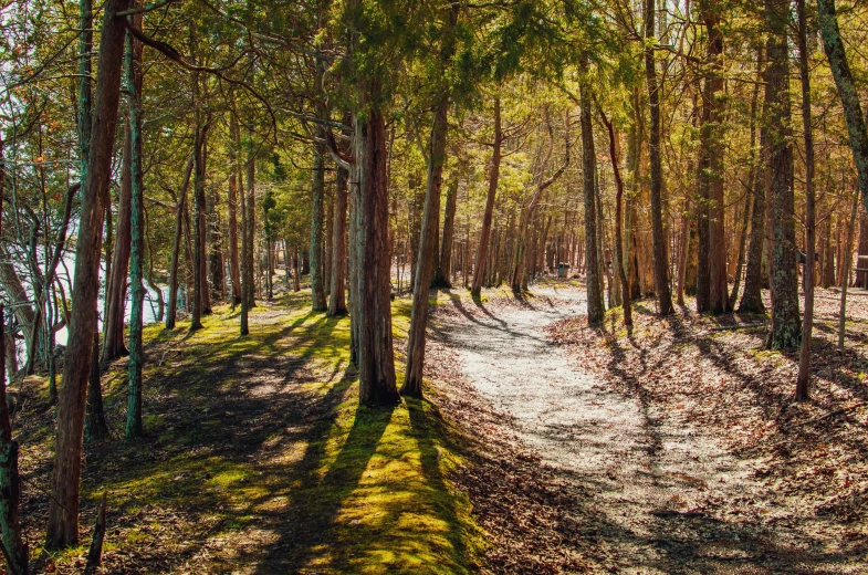 a path is surrounded by trees that are green