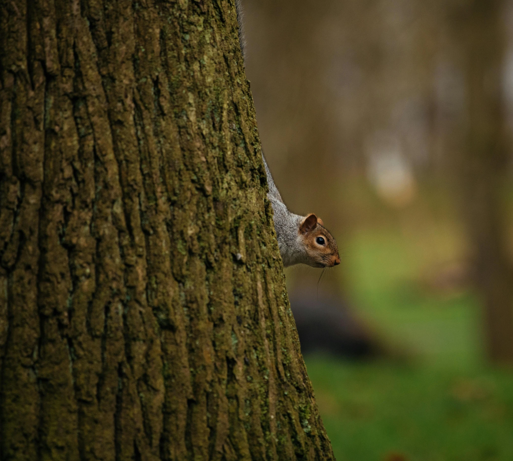 a squirrel hiding between the trunk of a tree