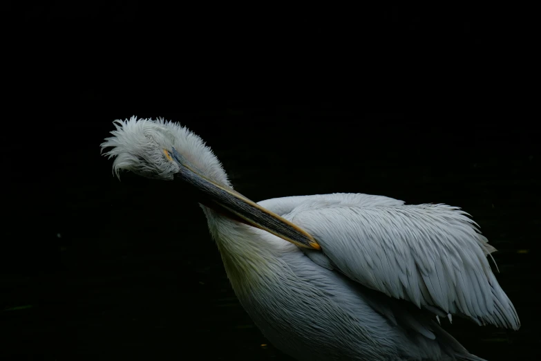 a large pelican that is standing in water