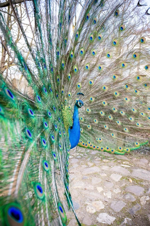 this is the only peacock in the world showing its feathers out