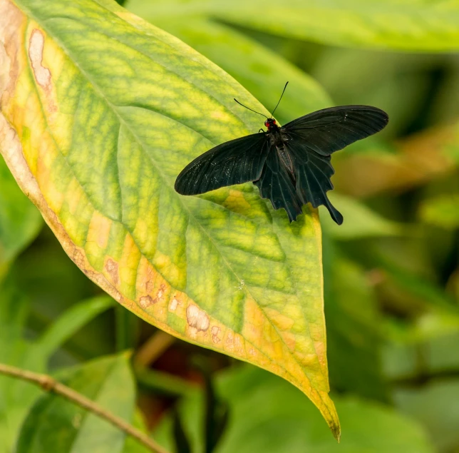 a black erfly with yellow spots resting on a leaf