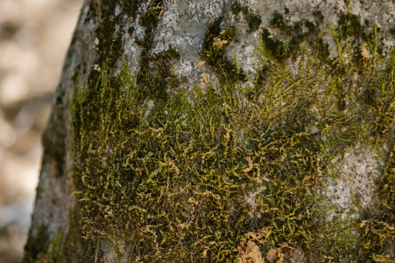 a tree trunk covered in lichen and moss