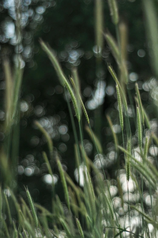 the tops of reeds are visible in this close up s