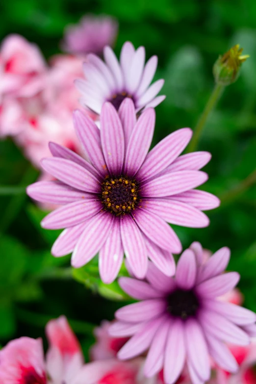 some pink and white flowers in front of a green background