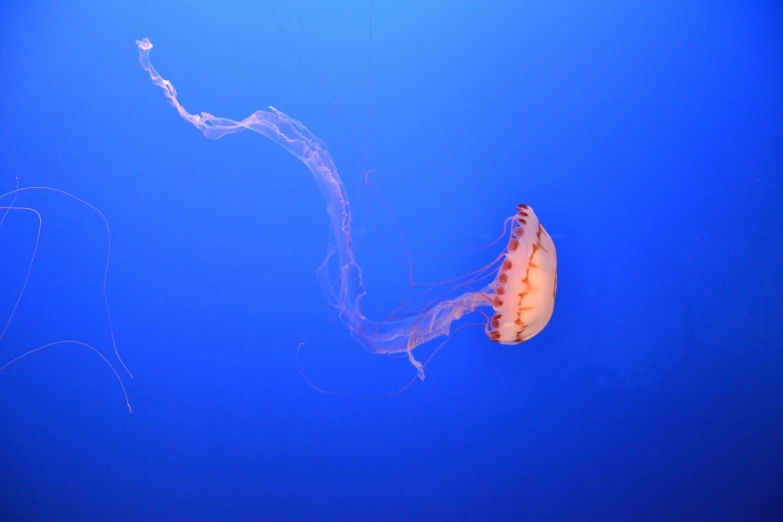 the underside view of a jellyfish with blue background