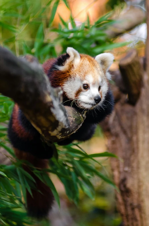 an orange and black animal is in a tree