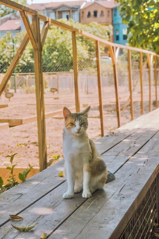 a cat sitting on top of a wooden bench