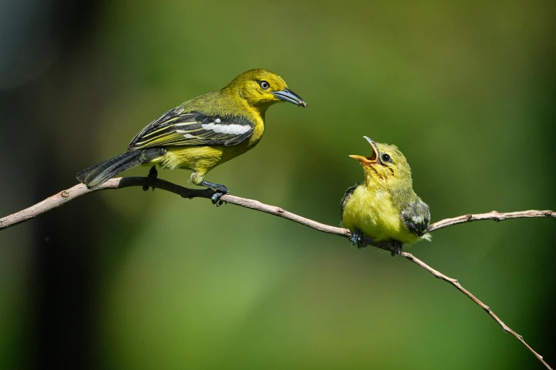 two small birds perched on a thin nch