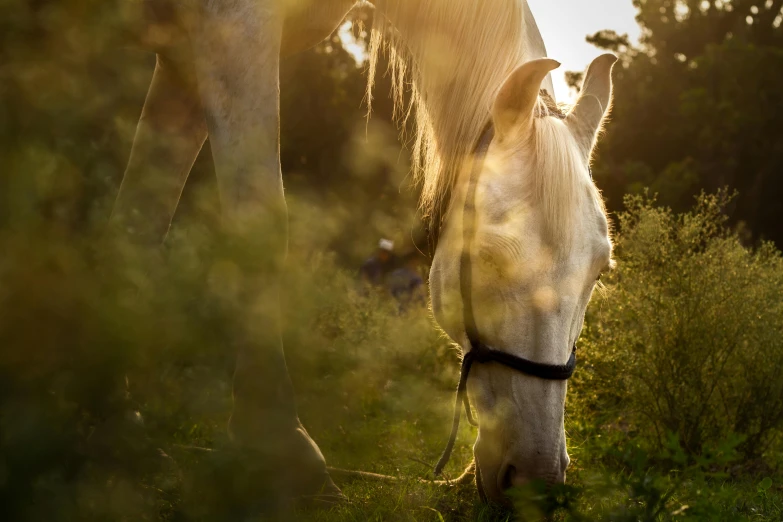 a horse with its head down and grazing in the middle of some tall grass