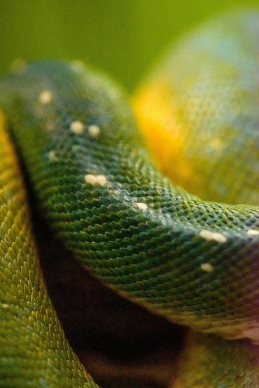 a green and yellow snake's skin showing the pattern