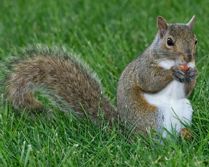 a squirrel sitting on the ground eating food