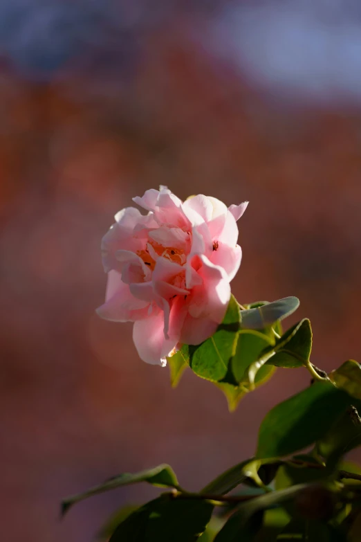 the bloom of a plant against the background