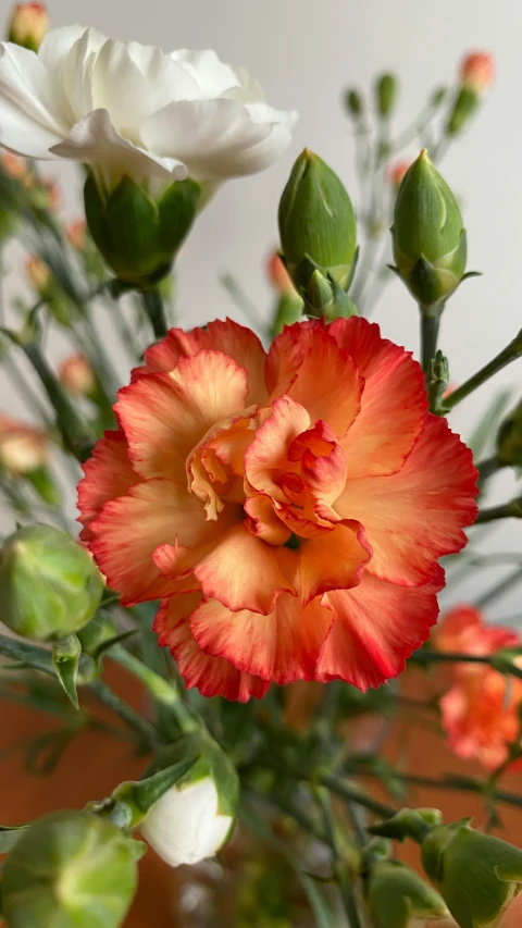 a flower that is growing in the middle of a table